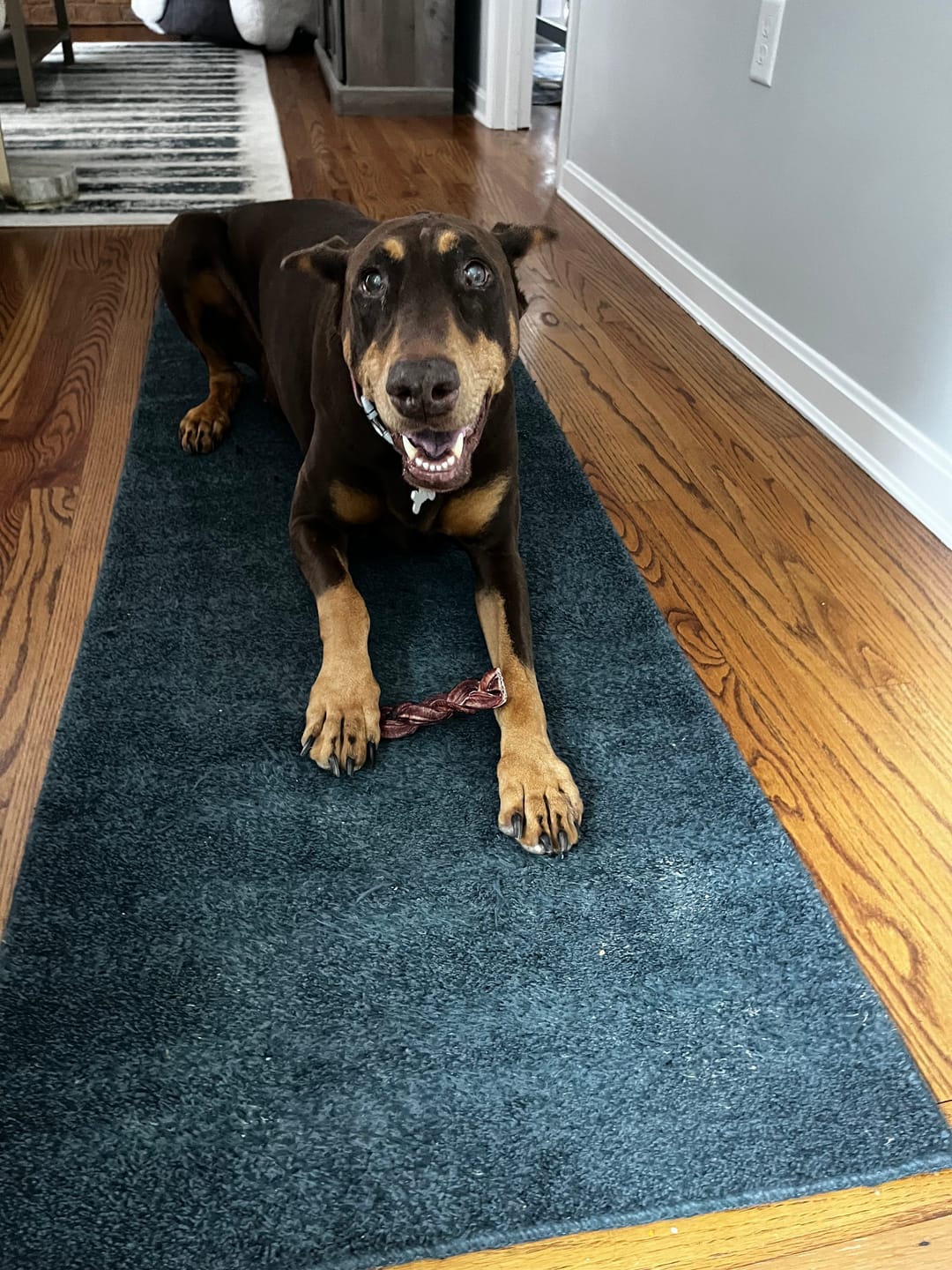 Customer photo review of 6 Inch Standard Braided Bully Stick