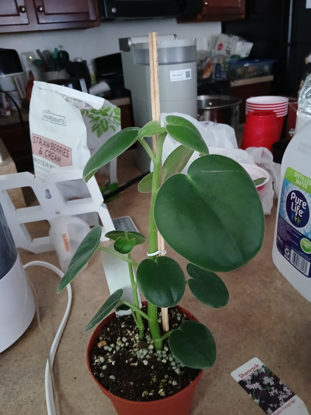 Customer photo review of Peperomia incana