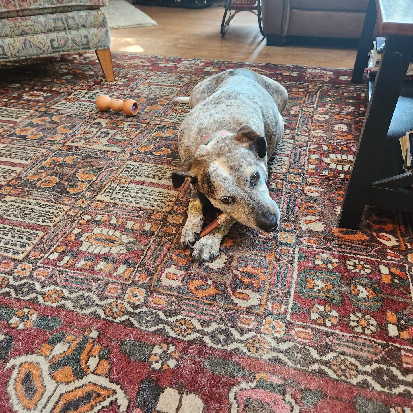 Customer photo review of 6 Inch Thick Bully Stick