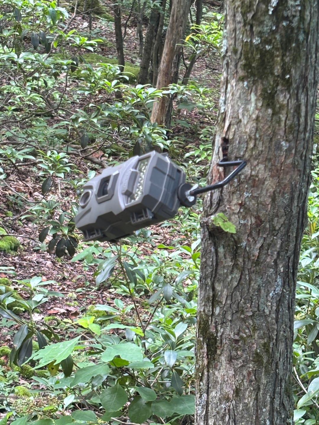 Customer photo review of 4 for $50! - Tasco 12MP with Low Glow Infrared Flash Trail Camera