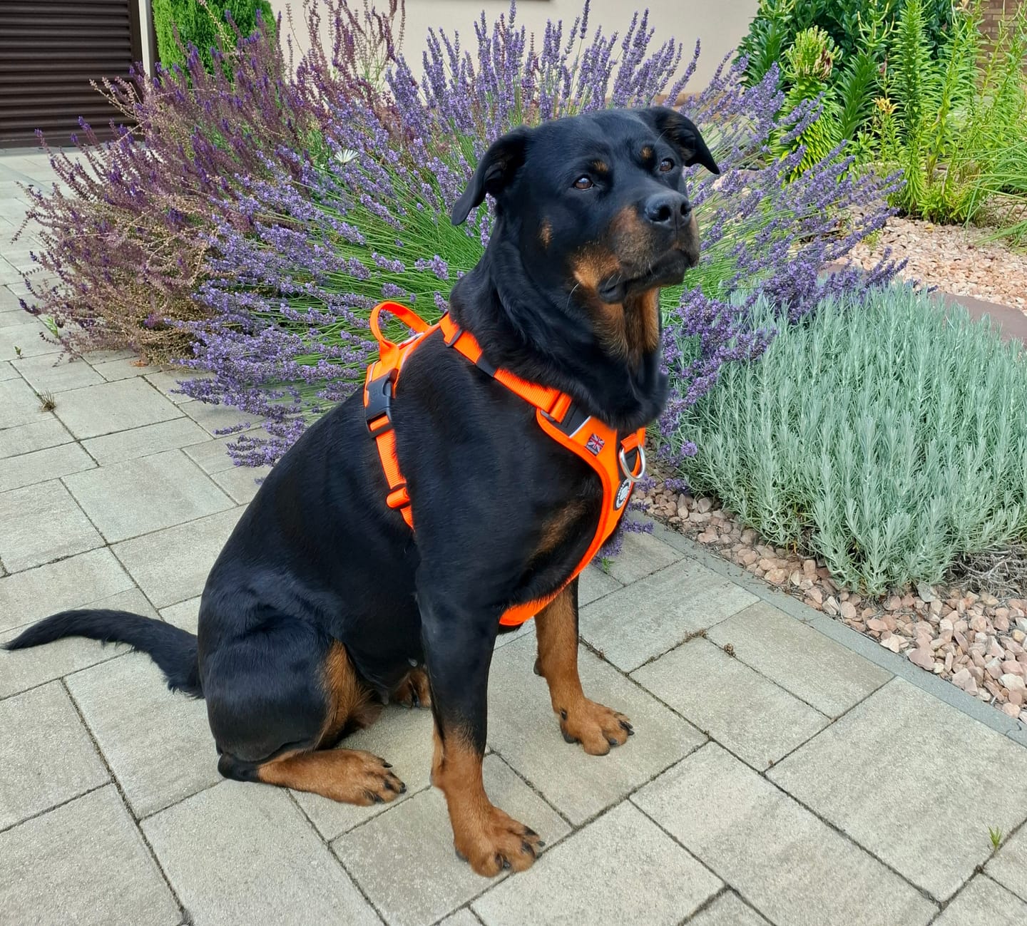 Customer photo review of Anti Pull Hurricane Harness Lighter | With Handle - Orange