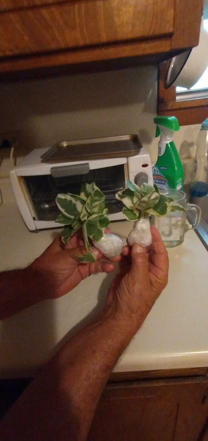 Customer photo review of Rare Pothos cuttings Mix- Marble Pothos / Heart Leaf Philodendron / Silver Pothos / Njoy / Cebu Blue / Neon Pothos / Pick and Choose