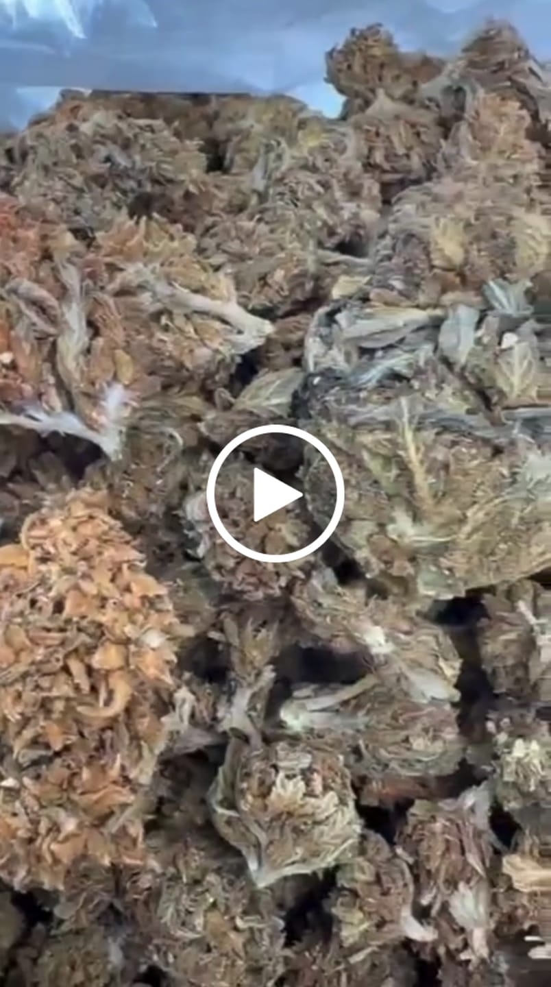 Customer video review of Butterscotch OG - Bulk - Indica
