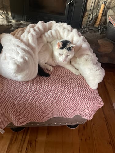 Customer's cat relaxing under the soft, fluffy Hugs Cream Blanket on an ottoman.