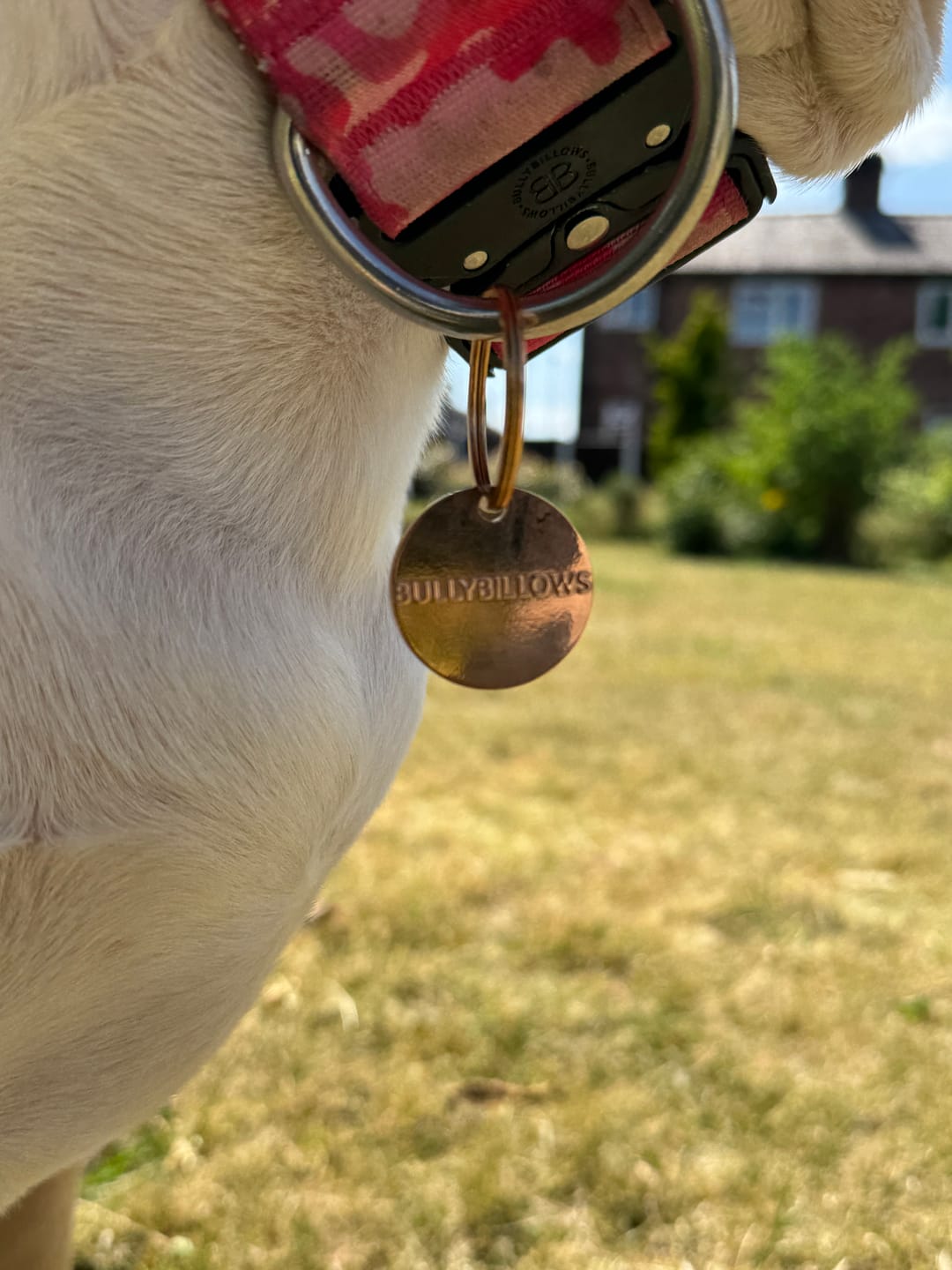 Customer photo review of Dog ID Tag - Rose Gold (With Gift Box)