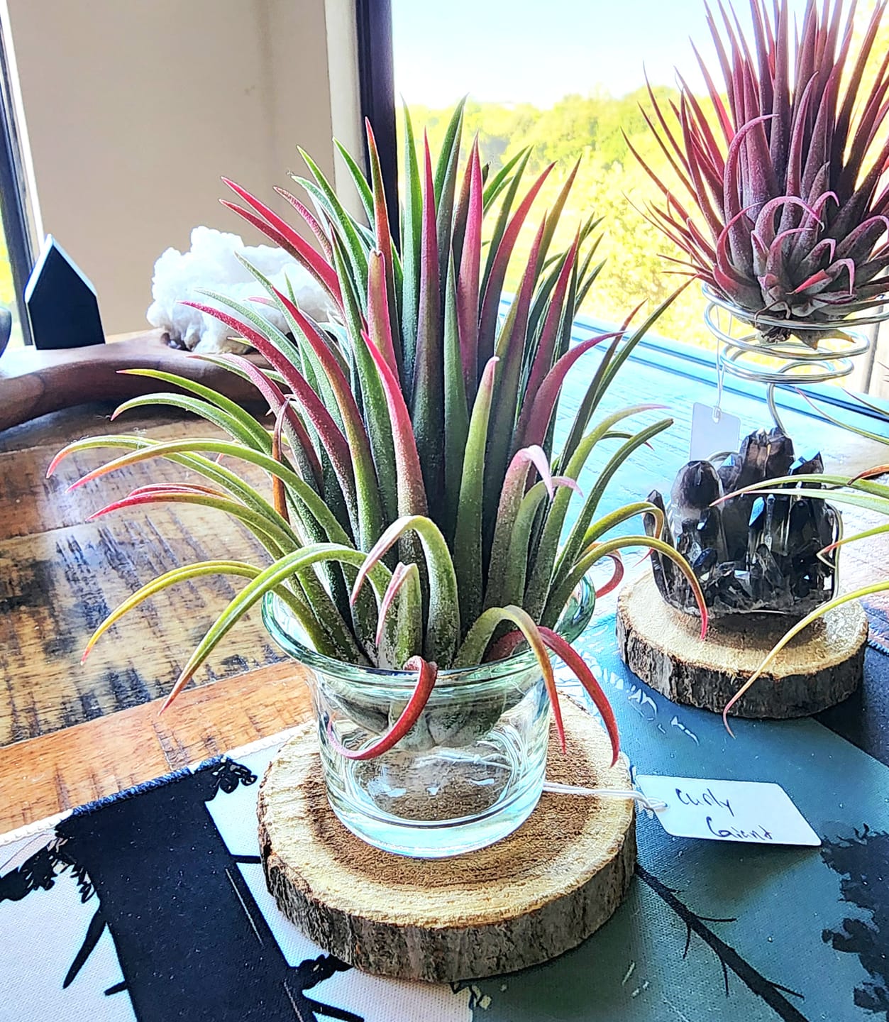 Customer photo review of Ionantha Curly Giant