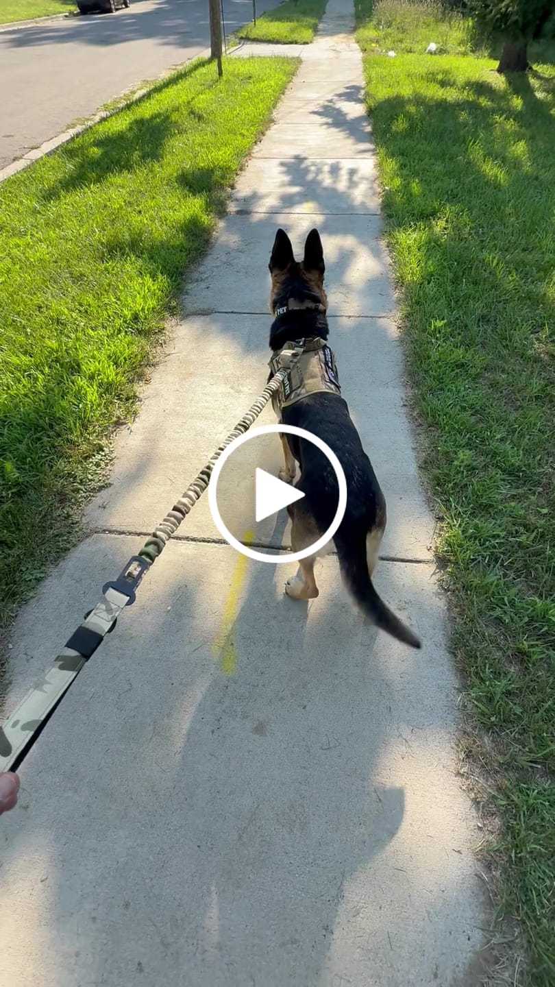 Customer video review of Team K9® Classic No-Pull Dog Harness