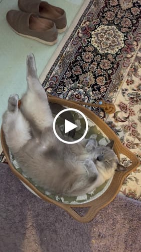 Customer video review of Instinct Basket | Meet the first research-backed natural territory for indoor cats