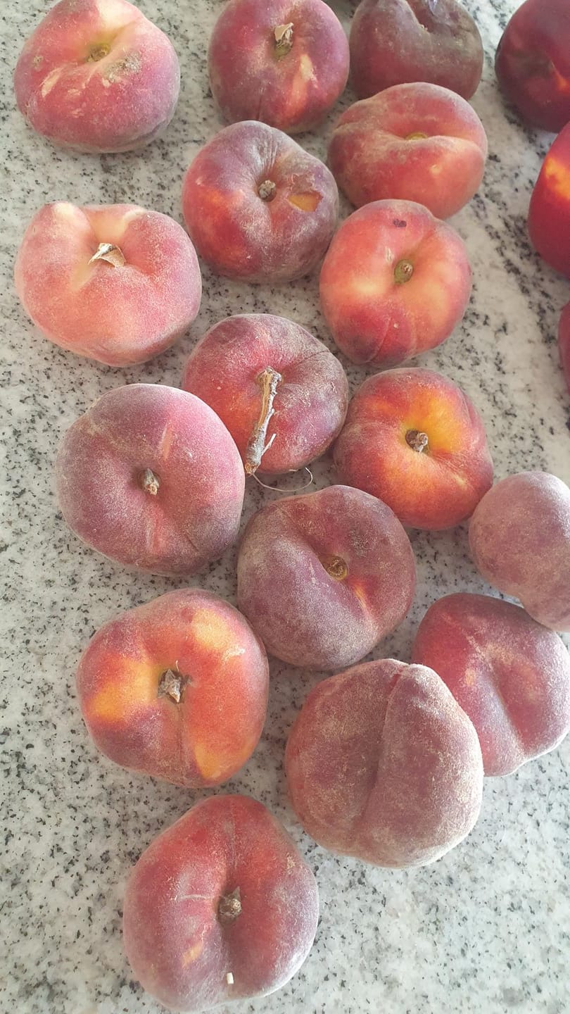 Customer photo review of Weinbergpfirsiche & Tellernektarinen gelb & weiss Bio von Jose