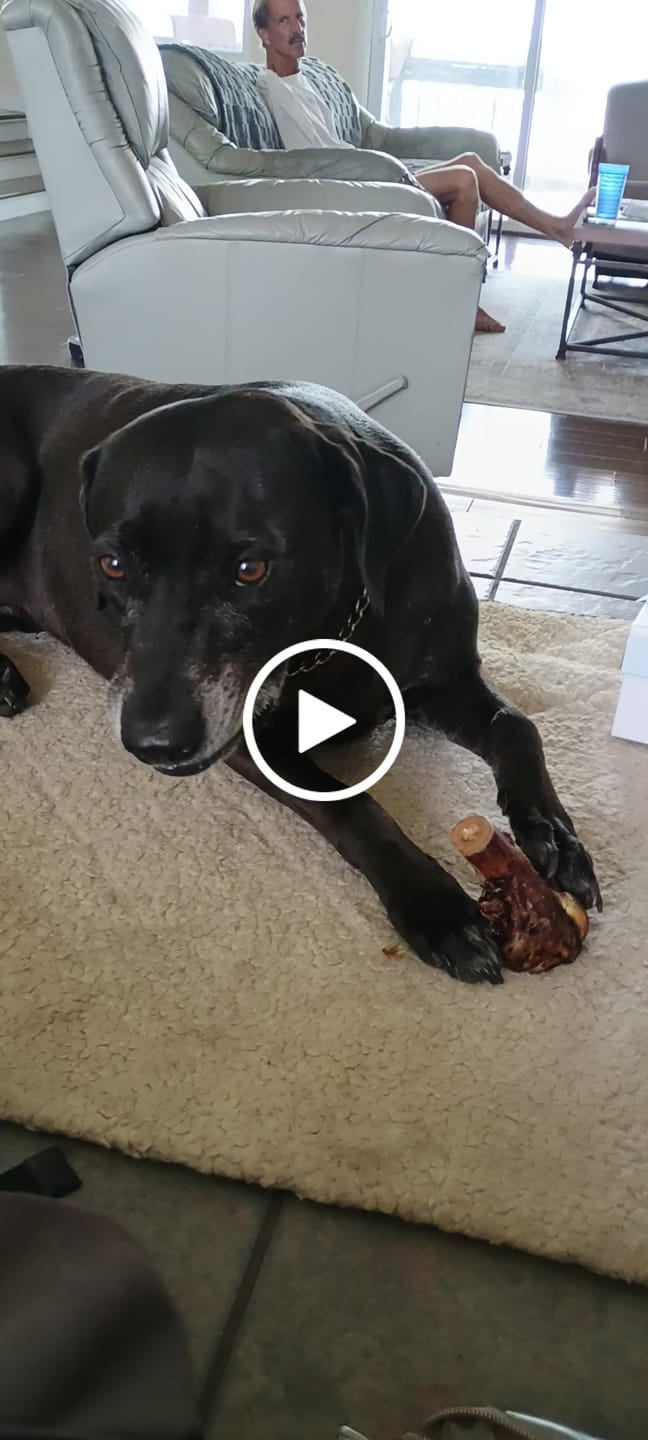 Customer video review of Ostrich Knuckle (Medium – 4" x 3"): The Perfect Chew for Small to Medium Dogs & Sensitive Stomachs