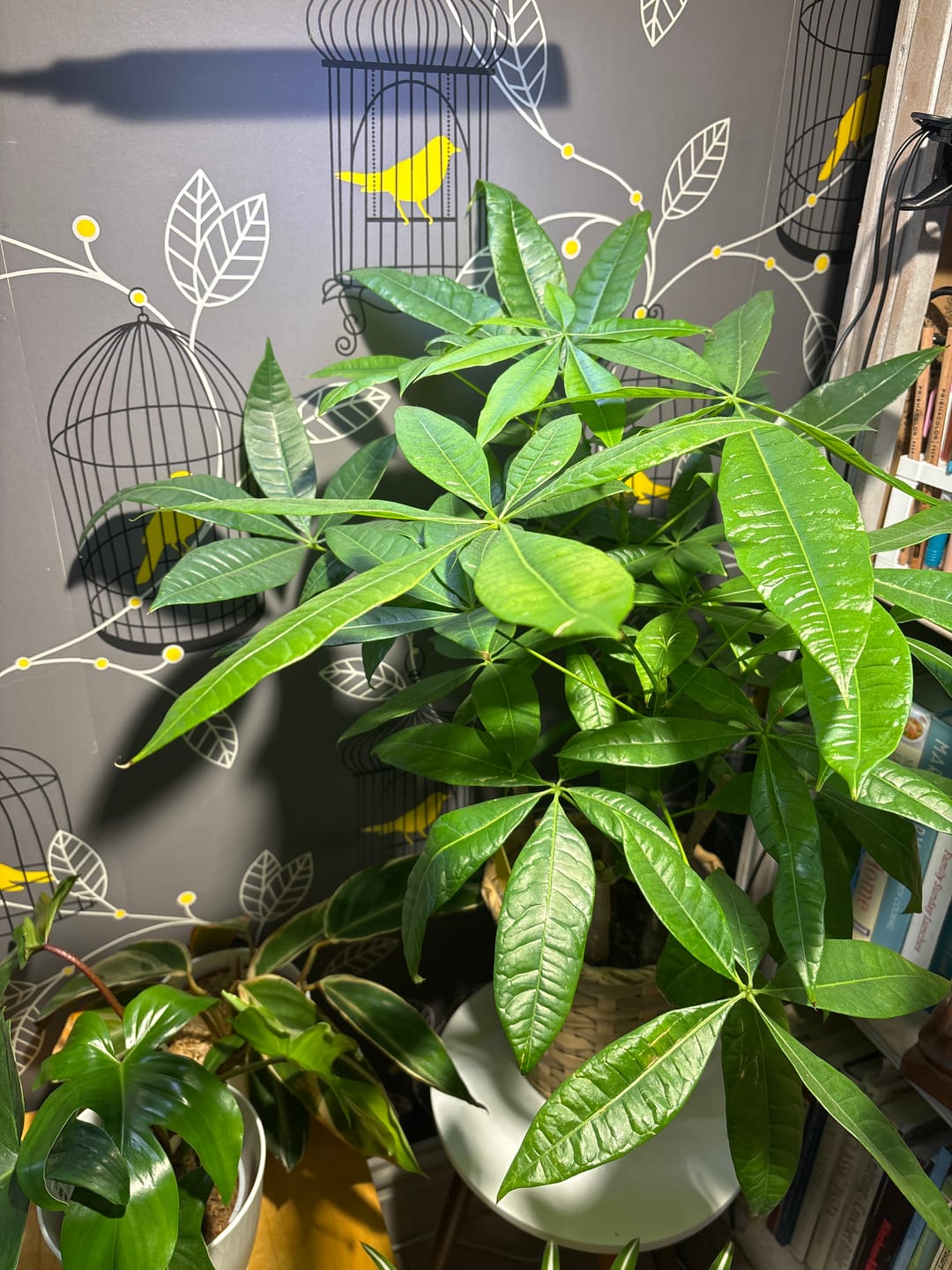 Customer photo review of Pianta Grow Light and Stelo Clip-On Bulb Holder Bundle