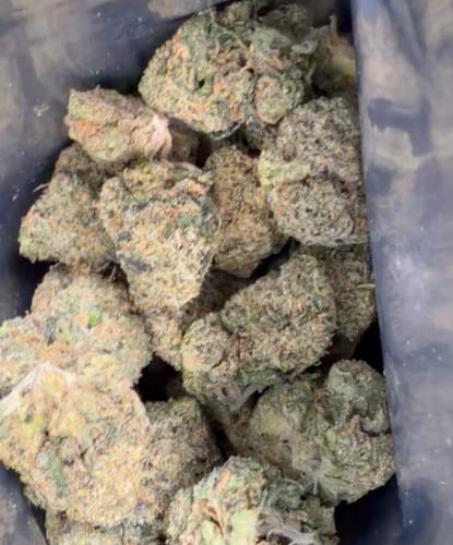 Customer's close-up photo of small Biscotti THCA Flower buds in a bag.