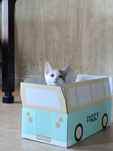 Le chaton d'un client jette un coup d'œil depuis la boîte du Coffret Découverte Chaton, qui a la forme d'un bus.