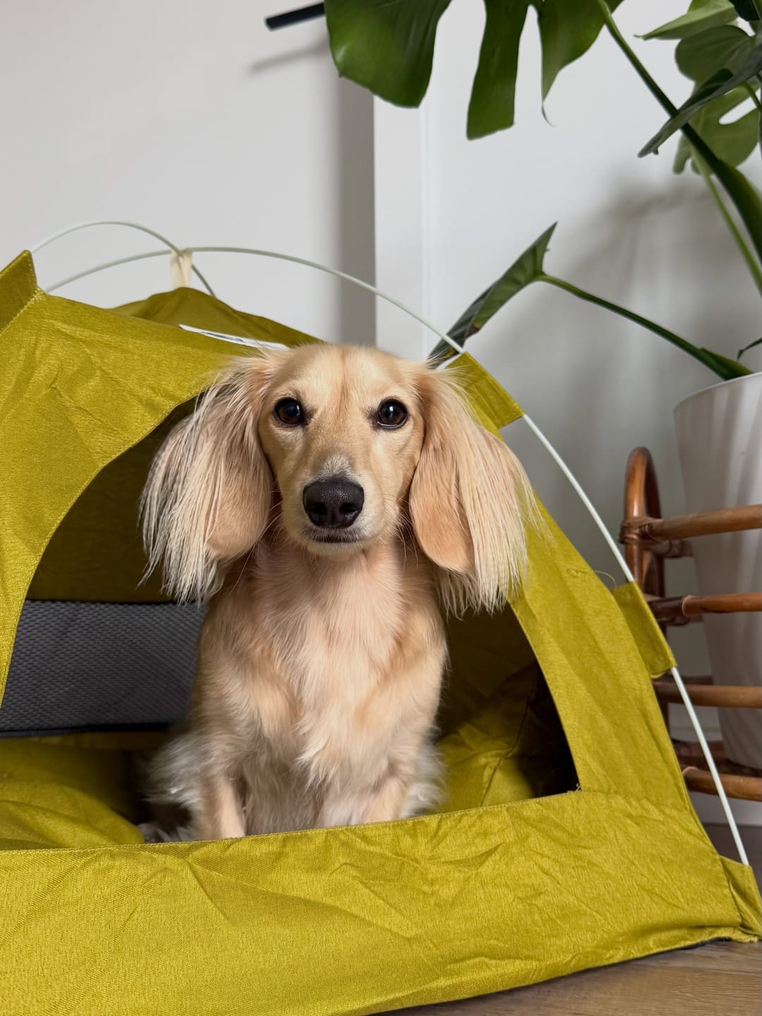 Customer photo review of Cozy Dachshund Tent House