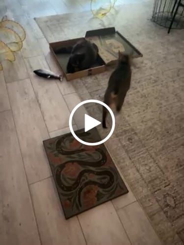 Customer video review of Garden Snake - Luxury Cat Scratching Board