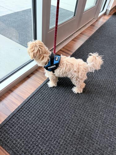 Customer's small fluffy dog wearing a blue and black Personalized Dog Harness with the name 'ROMEO' on the side.