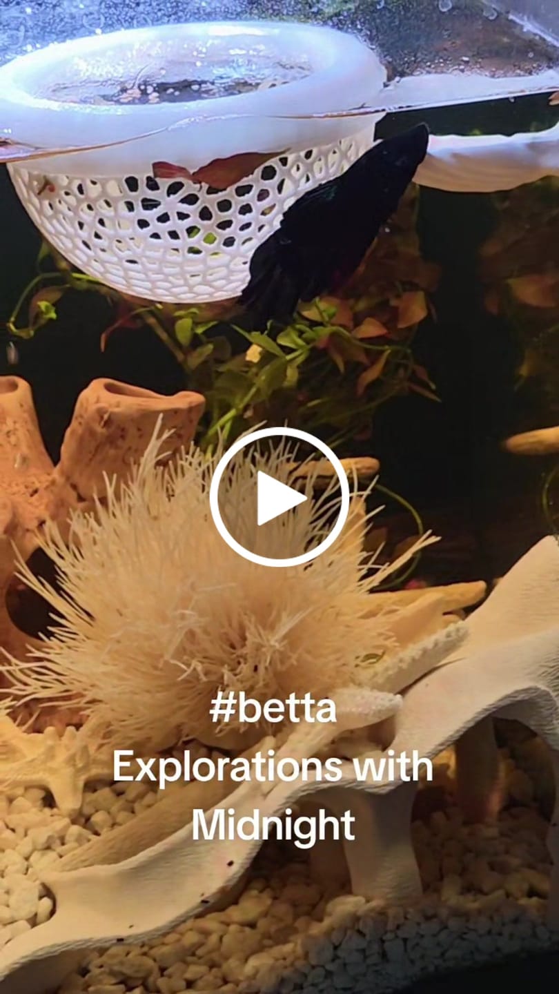 Customer video review of Super Black Halfmoon Male Betta Fish