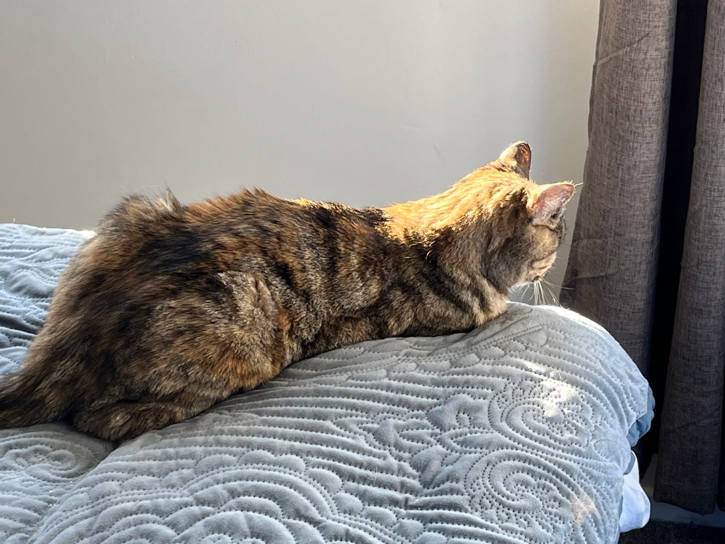 Customer photo review of Fit Litter
