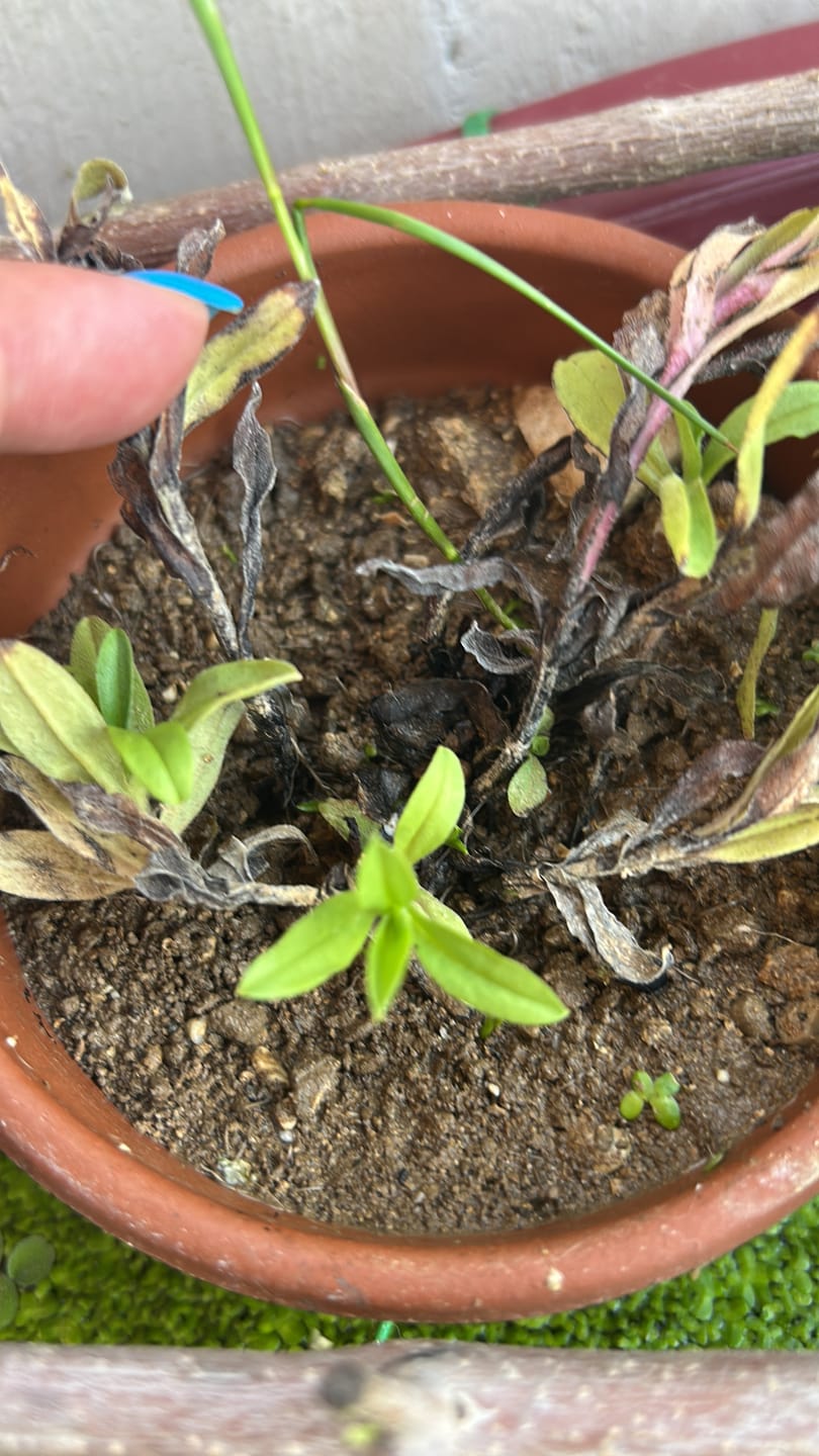 Customer photo review of MYOSOTIS PALUSTRIS (Non ti scordar di me)