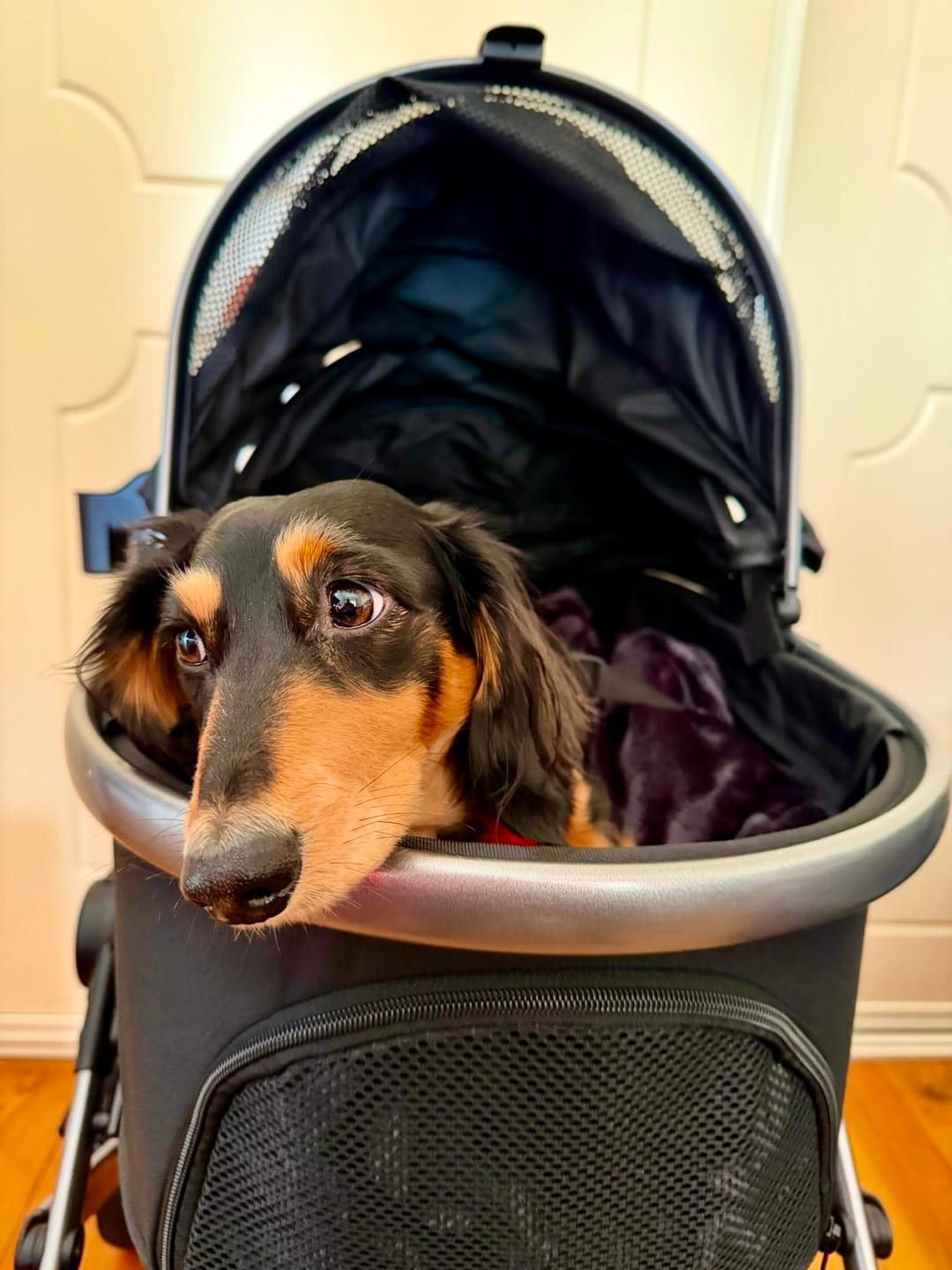 Customer photo review of Fur King Royal - 20kg Pet Stroller