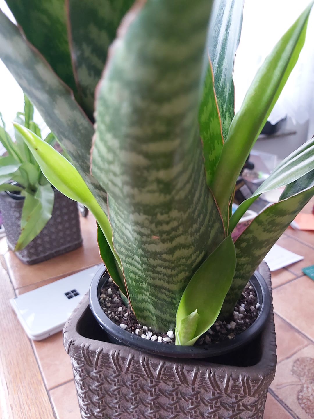 Customer photo review of SANSEVIERIA JAMAIQUINA QUEEN