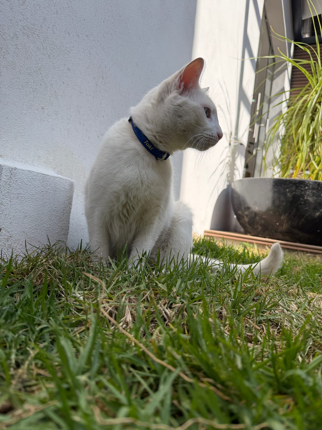 Customer photo review of Collar personalizado: Liso