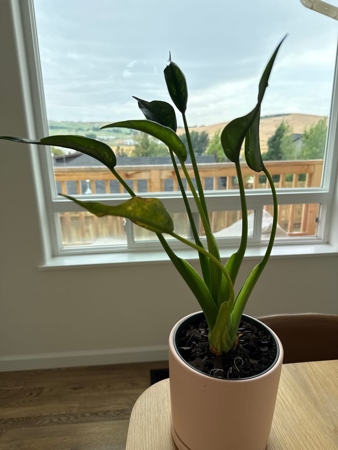 Customer photo review of Alocasia Tiny Dancer