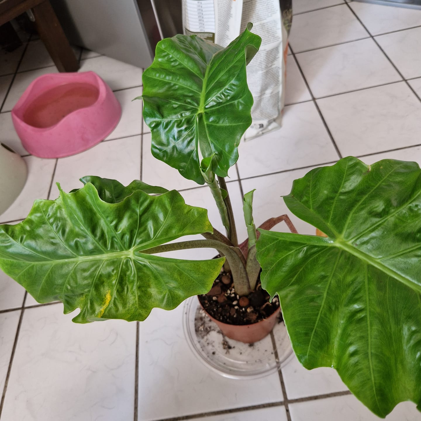 Customer photo review of ALOCASIA LOW RIDER