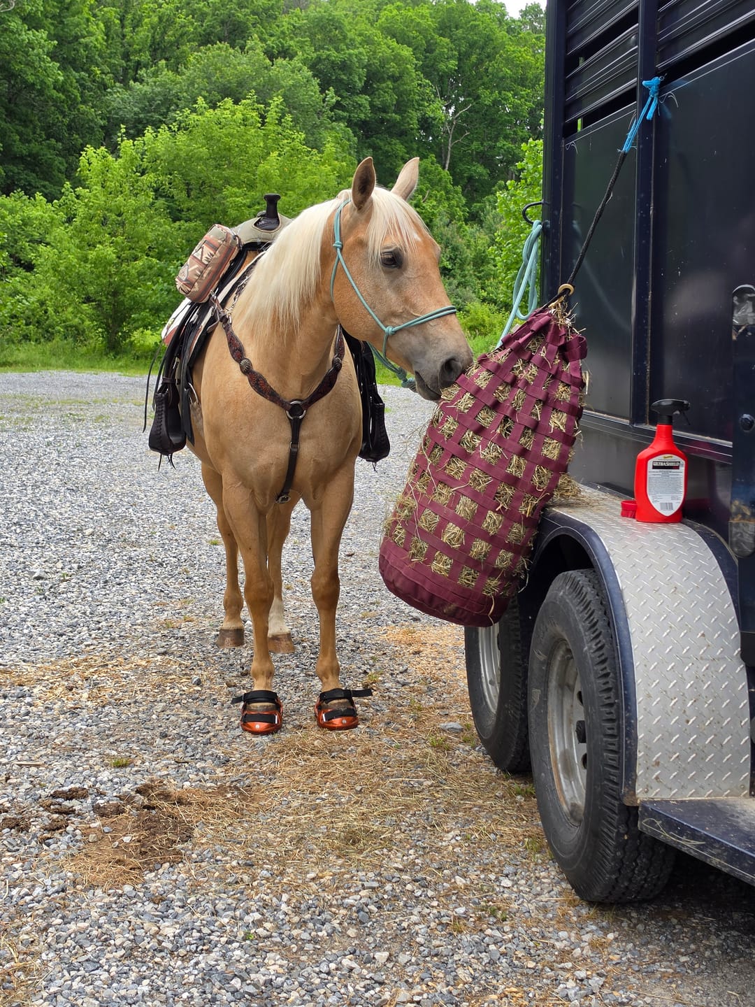 Customer photo review of Renegade® Viper Shield™ Hoof Boot - Arizona Copper