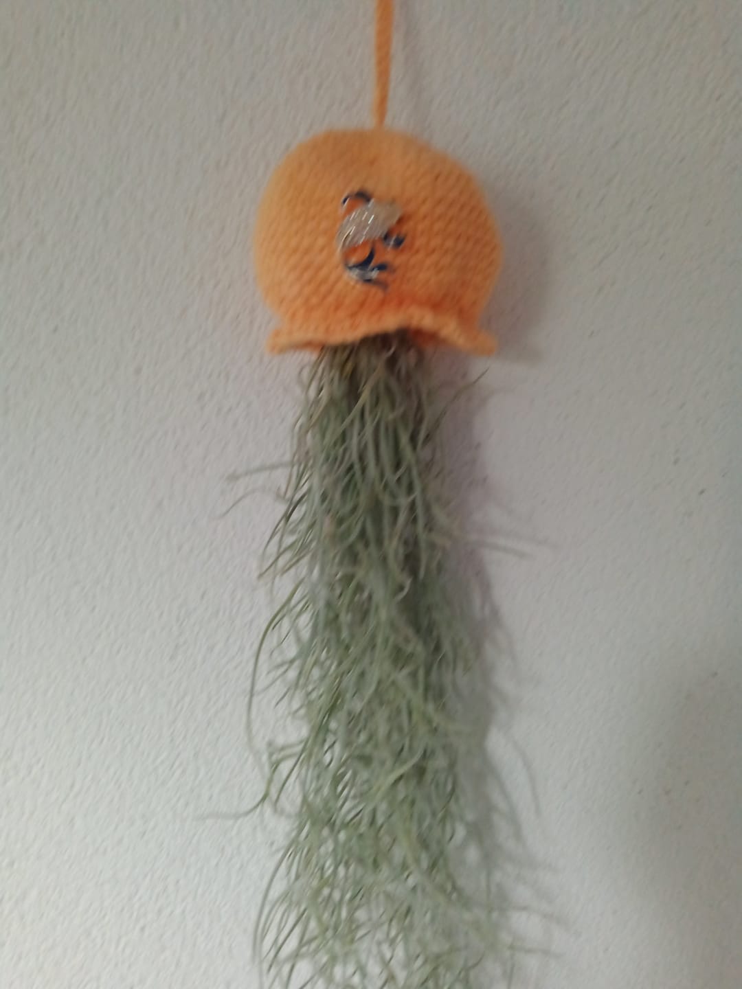 Customer photo review of 3er Set - Tillandsia usneoides - Louisianamoos -