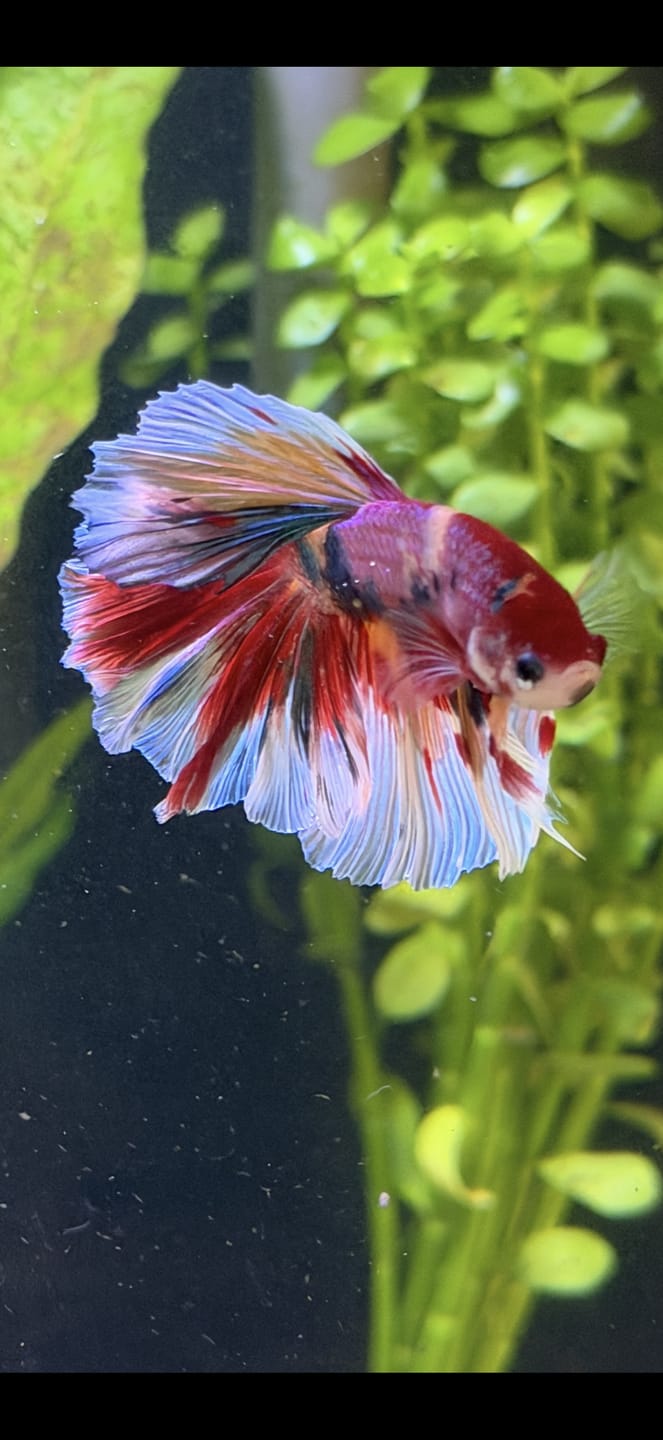 Customer photo review of Nemo Halfmoon Male Betta Fish | Order Directly From Farm | You Pick Fish