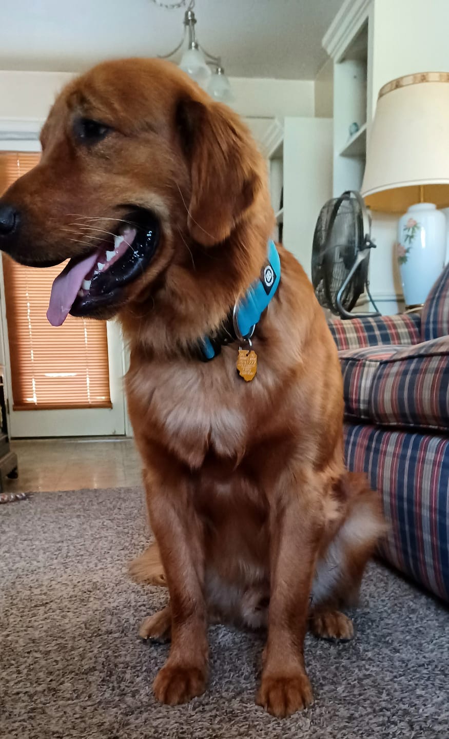 Customer photo review of 5cm Combat® Collar | NO Handle & Secure Clip - Light Blue