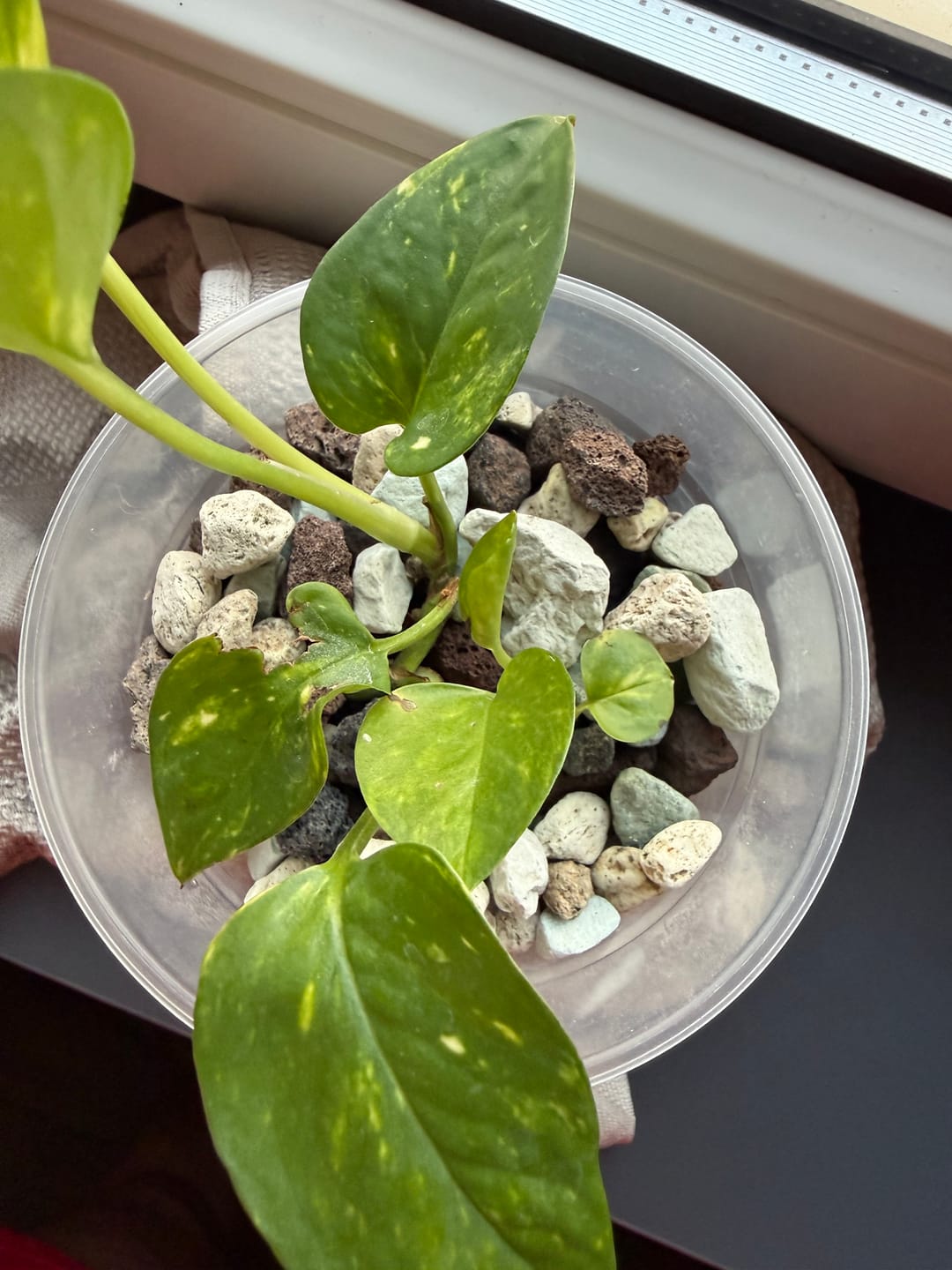 Customer photo review of Chunky Houseplant Mineral Mix