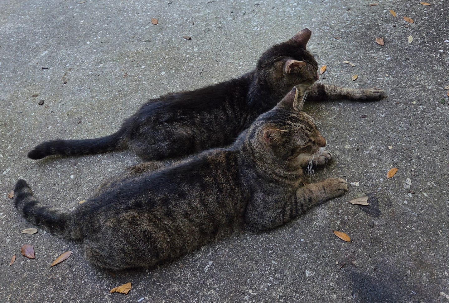 Customer photo review of 6x Blisso Advanced Cat Probiotic