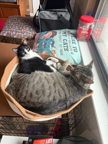 Customer photo review of Instinct Basket | Meet the first research-backed natural territory for indoor cats