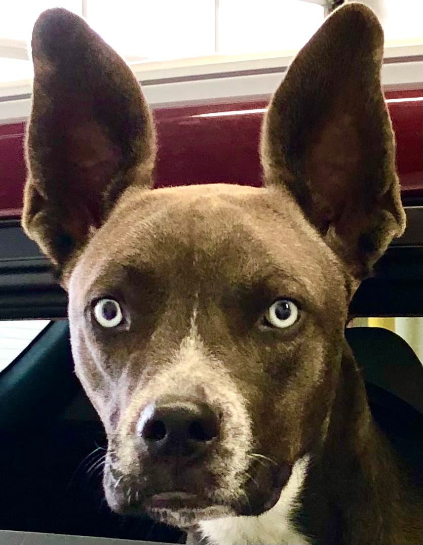 Customer photo review of Iron Paws Daily Human-Grade Superfood For Dogs