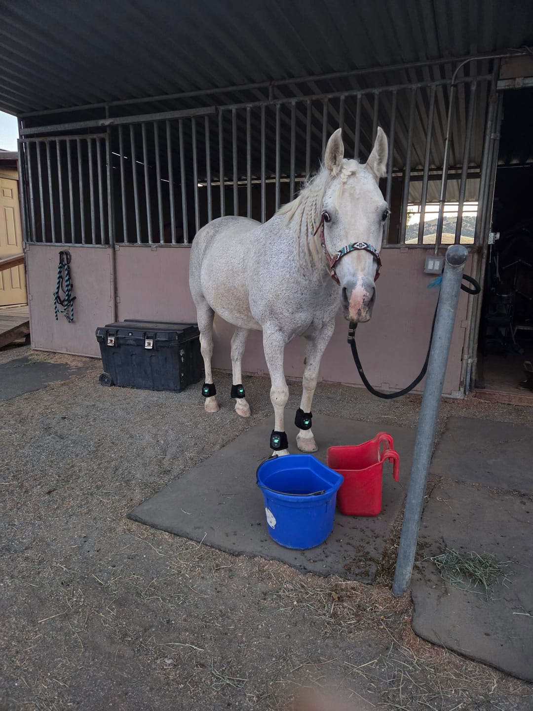 Customer photo review of HorseHalo™ HaloLegs Mini