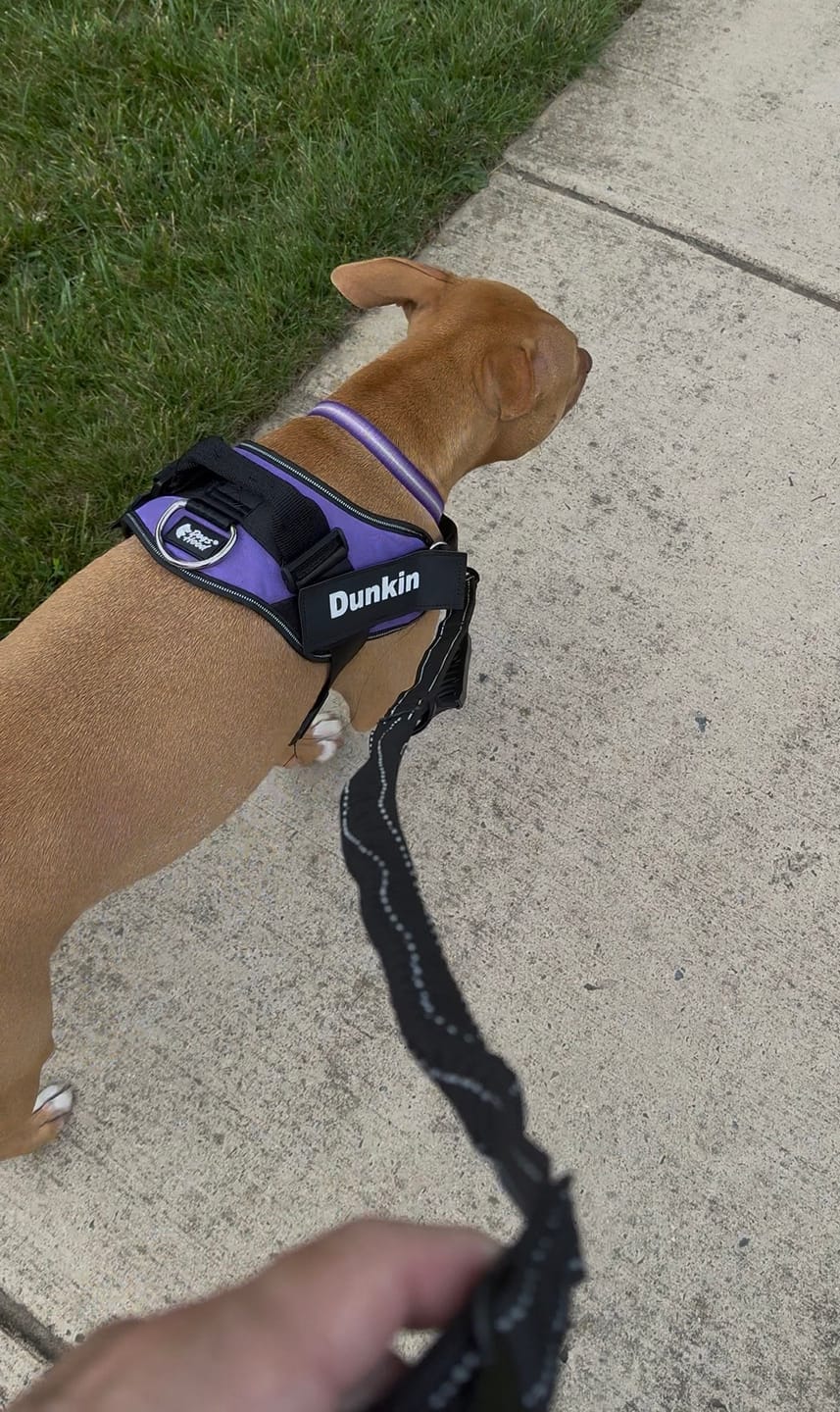 Customer photo review of No Pull Walking Bundle