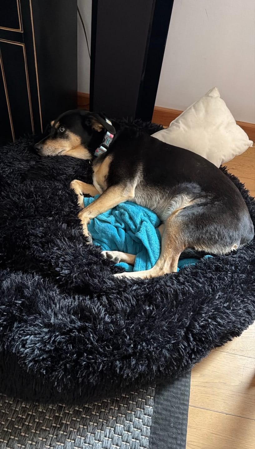 Customer photo review of Cama Anti-Estrés THE DOGS — Menos ansiedad, más descanso
