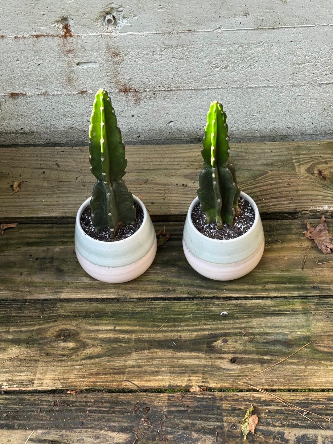 Customer photo review of Cereus Peruvians, Cuddly Cactus