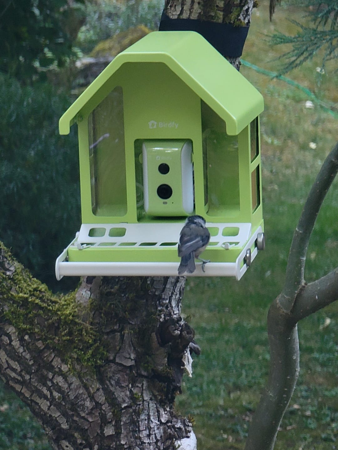 Customer photo review of Birdfy Feeder Metal - Smart Metal Feeder with Camera
