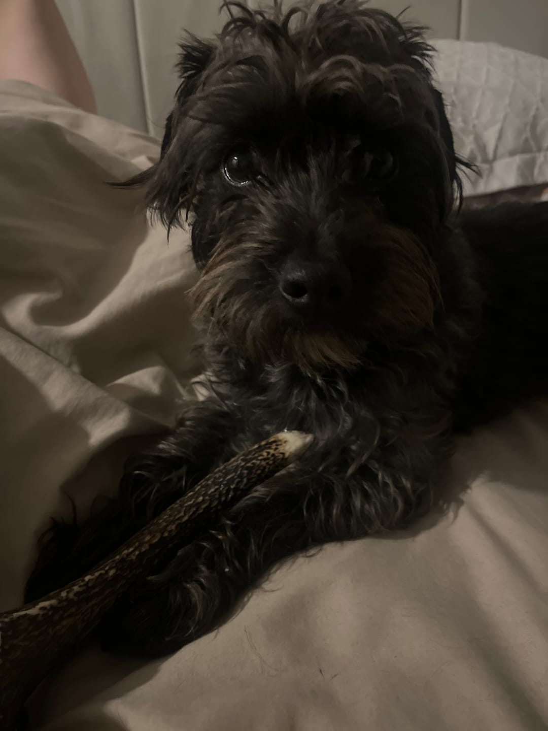 Customer photo review of Asta de ciervo para perros - Regular