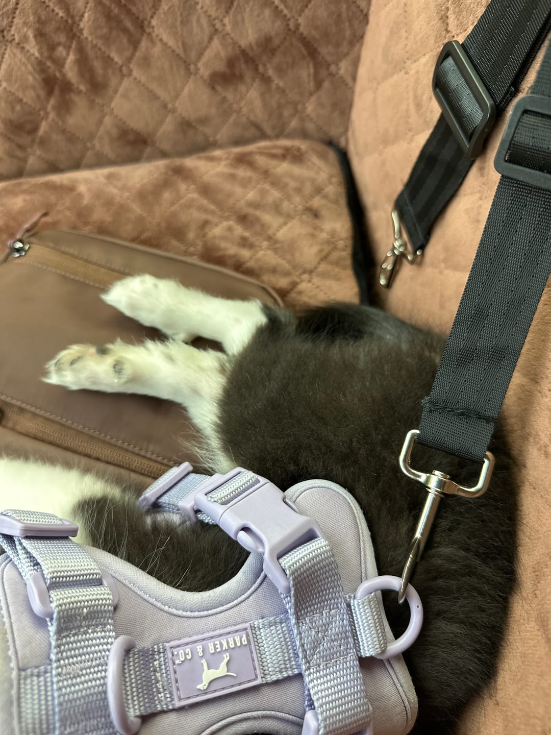 Customer photo review of Solace 6-IN-1 Hands Free Waterproof Leash