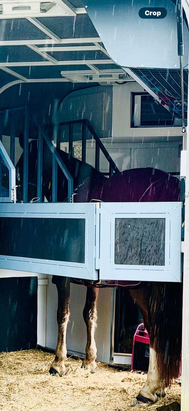Customer photo review of Horseware Signature Travel Cooler
