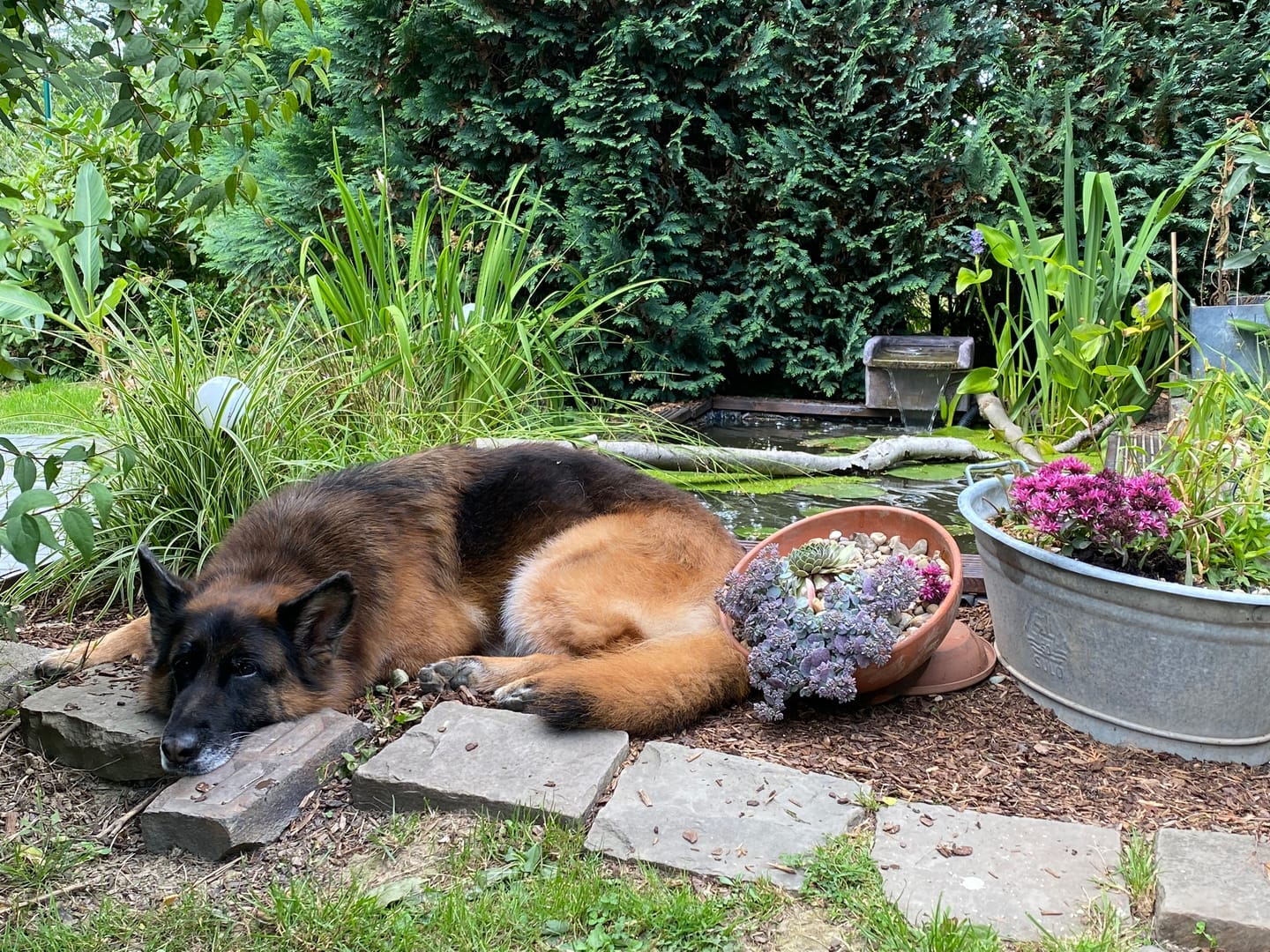 Customer photo review of 10% CBD Tropfen für Hunde
