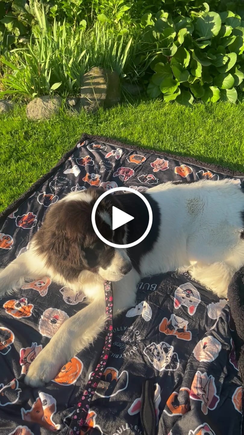 Customer video review of Black Edition | Luxury Dog & Human Blanket
