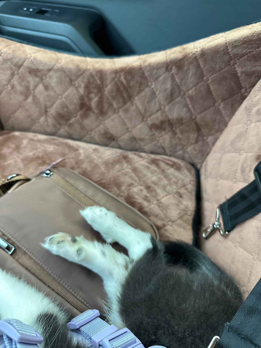 Customer photo review of Daily Belt Bag