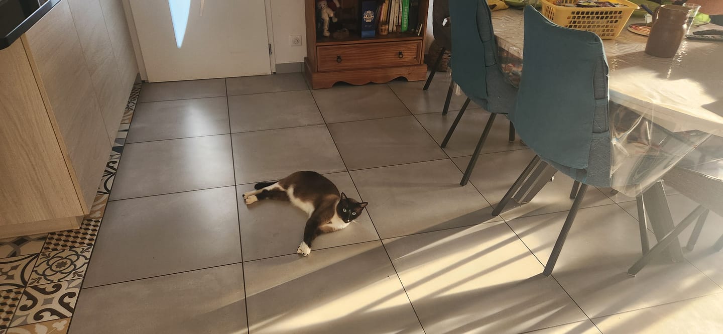 Customer photo review of Multipack d'effilés (Chat stérilisé et Chat adulte)