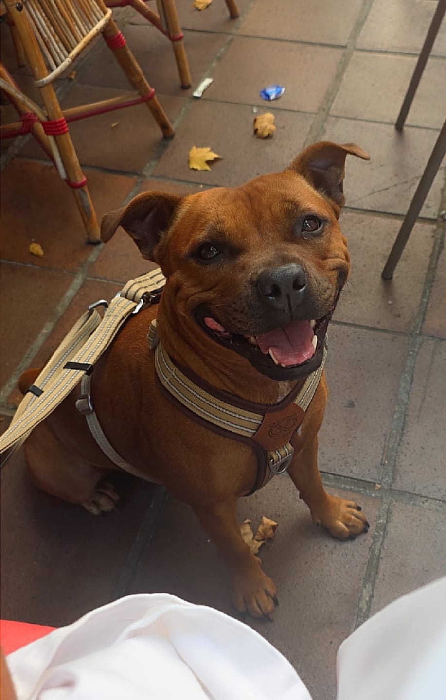 Customer photo review of Staffordshire Bull Terrier 1935® Harness & Leash Set - Tahvo's Milkshake Edition -  Beige & Chocolate