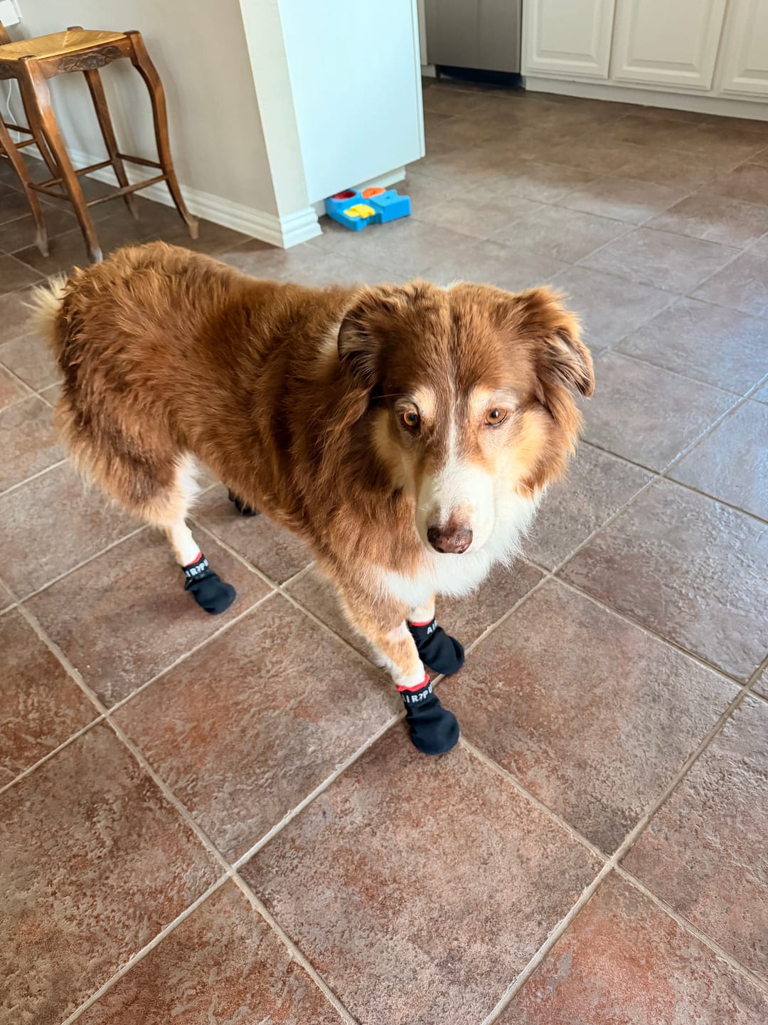 Customer photo review of AIR PUP SPRINTERS - SET OF 4